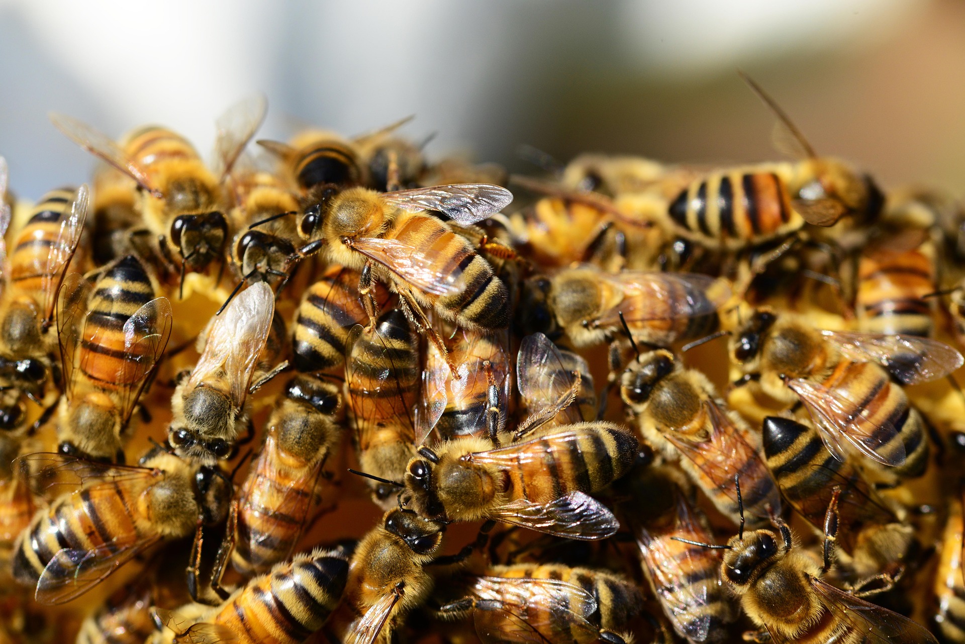 Beehives