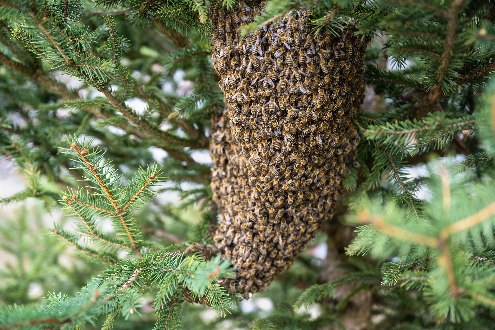 Honeycomb